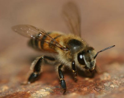 Башкирский дикий мед