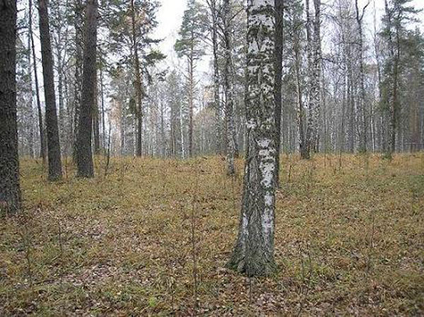 встретились два лесовоза