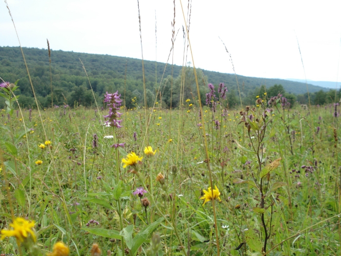 Кургашла.Тюкунь