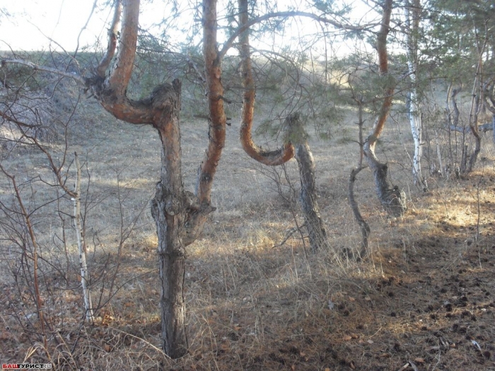 Танцующие сосны. Мелеузовский район